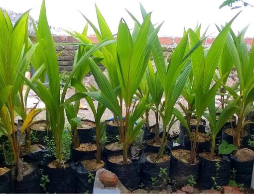 Bibit kelapa pandan wangi thailand asli import 100 Jawa Tengah