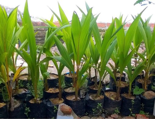 Bibit kelapa pandan wangi thailand asli import 100 Nusa Tenggara Timur