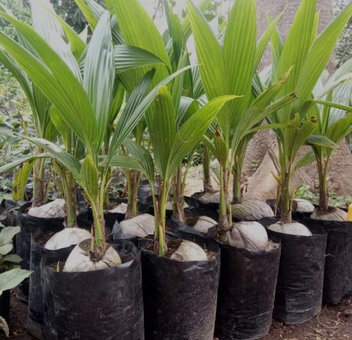 Bibit kelapa pandan wangi thailand asli import 100 Sumatra Selatan