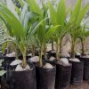 Bibit kelapa pandan wangi thailand asli import 100 Maluku