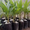 Bibit kelapa pandan wangi thailand asli import 100 Jawa Tengah