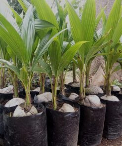 Bibit kelapa pandan wangi thailand asli import 100 Jawa Tengah