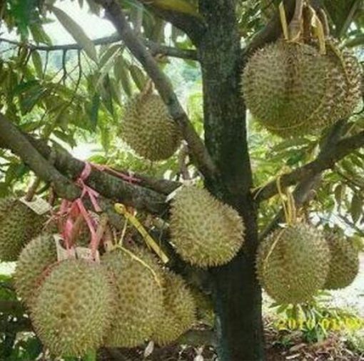 bibit tanaman buah durian bawor okulasi cepat berbuah Bandung