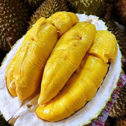 bibit tanaman buah durian bawor okulasi cepat berbuah Cimahi