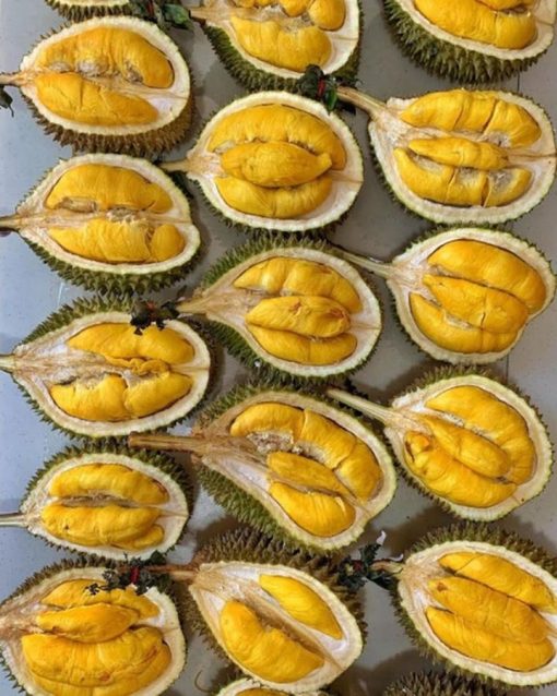 bibit durian musangking super cepat berbuah Palu