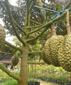 bibit durian montong hasil okulasi cepat berbuah Jawa Timur