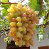 Bibit Bibit Anggur Import Jenis Transfiguration Cod Palembang