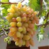 Bibit Bibit Anggur Import Jenis Transfiguration Cod Palopo