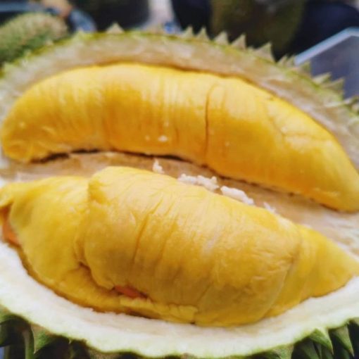 bibit durian musangking okulasi super pendek cepat berbuah valid harga membawa rupa Jawa Barat
