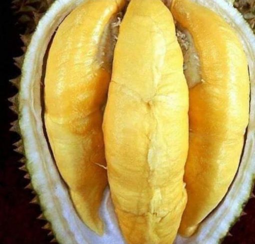 bibit durian musangking okulasi super pendek cepat berbuah valid harga membawa rupa Banten