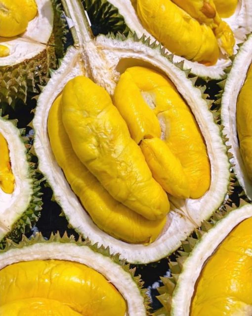 Bibit durian musangking okulasi genjah cepat berbuah Sumatra Utara