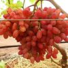 Bibit Anggur Import Jenis Veles Sumatra Utara