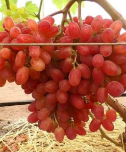 Bibit Anggur Import Jenis Veles Sumatra Utara