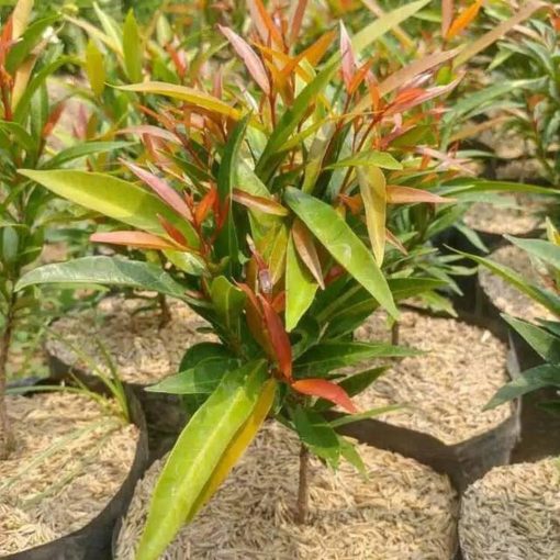 tanaman hias pucuk merah Palangkaraya
