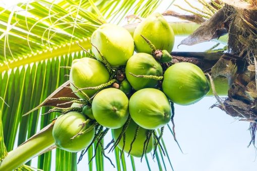 Bibit kelapa pandan wangi asli 1000 Binjai