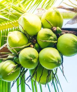 Bibit kelapa pandan wangi asli 1000 Prabumulih