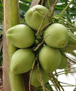 Bibit kelapa pandan wangi asli 1000 Papua Barat