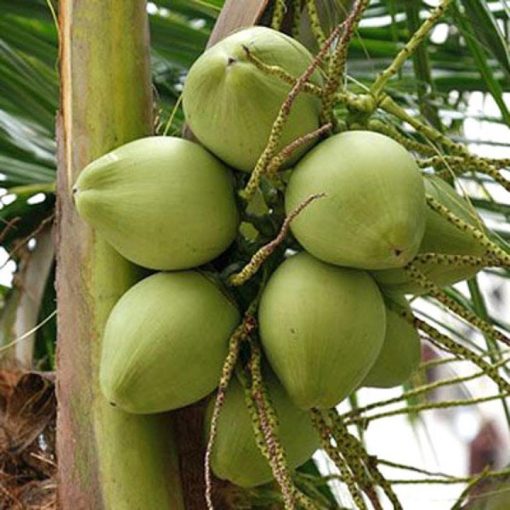 Bibit kelapa pandan wangi asli 1000 Sulawesi Selatan