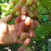 Bibit anggur Import transfiguration Transfigurasi Grafting Original Sulawesi Selatan
