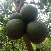 Bibit jeruk sunkis stek okulasi cepat berbuah Kalimantan Barat