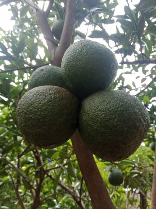 Bibit jeruk sunkis stek okulasi cepat berbuah Maluku