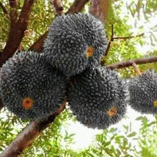 bibit durian hitam duri hitam Kalimantan Timur