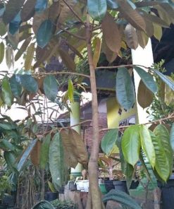 pohon durian kuning mas tembaga kaki 3 tinggi 1 5 meter Kediri