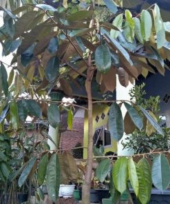 pohon durian kuning mas tembaga kaki 3 tinggi 1 5 meter Banjarmasin