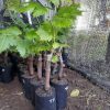 Bibit anggur Import transfiguration transfigurasi Grafting Kalimantan Utara