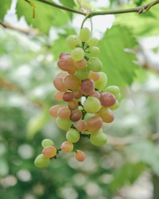 Bibit buah tanaman anggur merah lokal Banda Aceh