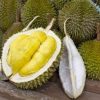 Bibit durian musang king Maluku