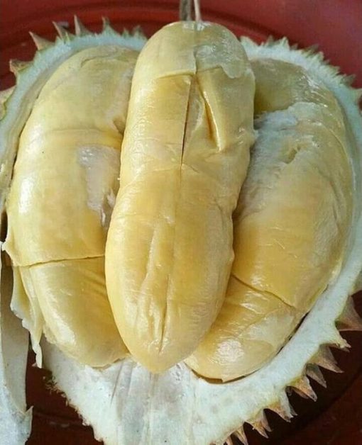 paket 3 bibit bibit durian kaki 3 musangking bawor dan montong unggul bisa ditanam dalam pot Bandung