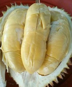 paket 3 bibit bibit durian kaki 3 musangking bawor dan montong unggul bisa ditanam dalam pot Sulawesi Utara
