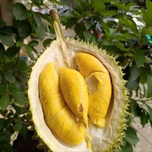 paket 3 bibit bibit durian kaki 3 musangking bawor dan montong unggul bisa ditanam dalam pot Pagaralam