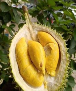 paket 3 bibit bibit durian kaki 3 musangking bawor dan montong unggul bisa ditanam dalam pot Kendari