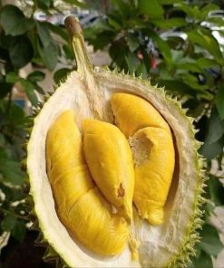 paket 3 bibit bibit durian kaki 3 musangking bawor dan montong unggul bisa ditanam dalam pot Jawa Tengah