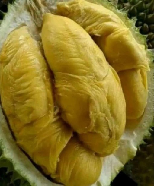 paket 3 bibit bibit durian kaki 3 musangking bawor dan montong unggul bisa ditanam dalam pot Banten