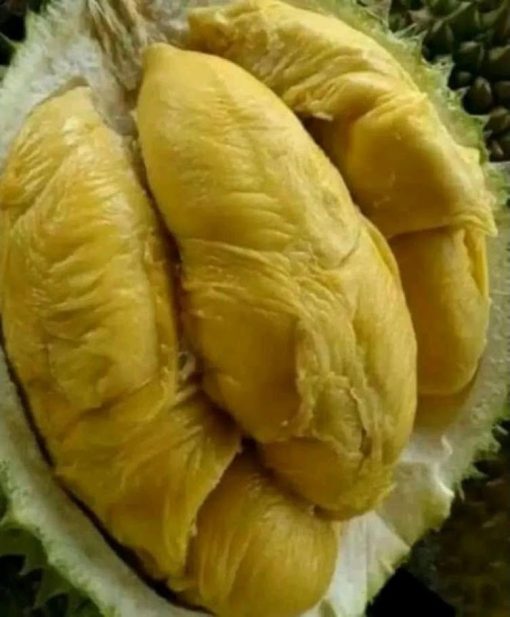 paket 3 bibit bibit durian kaki 3 musangking bawor dan montong unggul bisa ditanam dalam pot Kendari