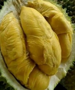 paket 3 bibit bibit durian kaki 3 musangking bawor dan montong unggul bisa ditanam dalam pot Sumatra Utara