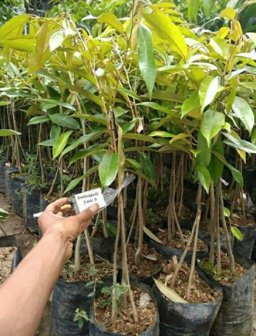 paket 3 bibit bibit durian kaki 3 musangking bawor dan montong unggul bisa ditanam dalam pot Jayapura