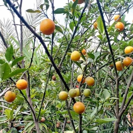 bibit jeruk tongheng berkualitas Sumatra Utara