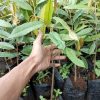 COD Bibit durian montong super Padang Sidempuan