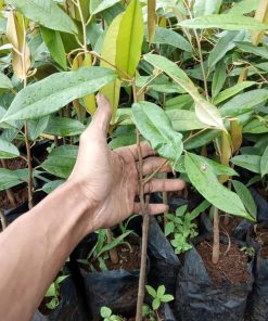 bibit durian montong super Blitar