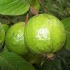 Bibit Jambu Biji Merah Sumatra Utara