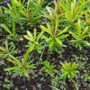 bibit bahan bonsai lohansung pucuk merah Sumatra Barat