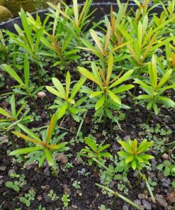bibit bahan bonsai lohansung pucuk merah Sumatra Barat