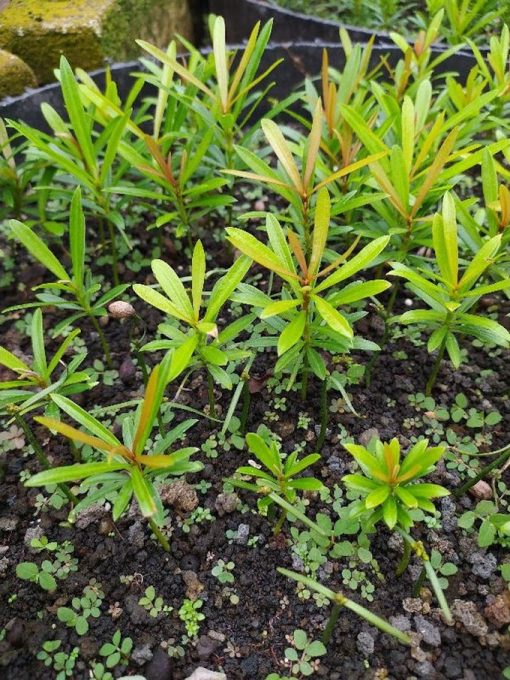 bibit bahan bonsai lohansung pucuk merah Sumatra Barat