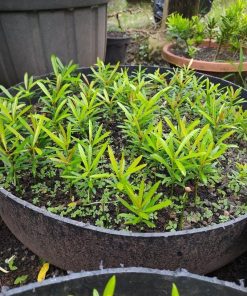 bibit bahan bonsai lohansung pucuk merah Padang Sidempuan