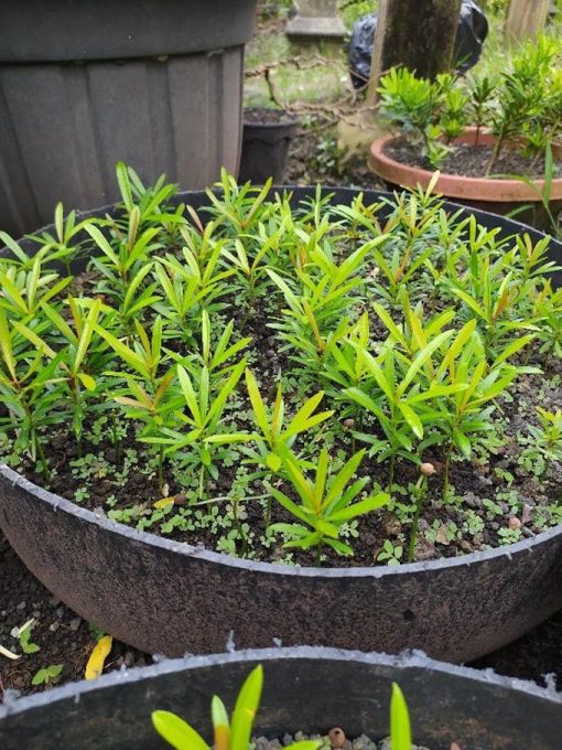 bibit bahan bonsai lohansung pucuk merah Padang Sidempuan