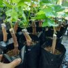 bibit anggur import jenis banana premium Palangkaraya